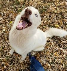 Siberian Husky Dogs for adoption in Newcastle, OK, USA