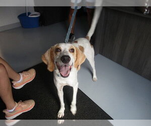 Beagle Dogs for adoption in Ocala, FL, USA