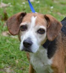 Beagle Dogs for adoption in Brighton, TN, USA