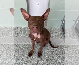 American Pit Bull Terrier Dogs for adoption in Salisbury, NC, USA