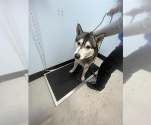 Medium Photo #1 Siberian Husky Puppy For Sale in Palmetto, FL, USA