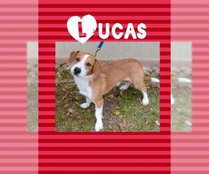 Jack Russell Terrier-Unknown Mix Dogs for adoption in Longview, TX, USA