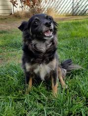 Tibetan Spaniel Dogs for adoption in Arlington, WA, USA