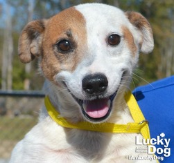 Jack Russell Terrier Dogs for adoption in Washington, DC, USA
