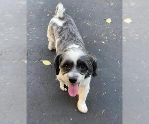 Shih Tzu Dogs for adoption in Wheaton, IL, USA