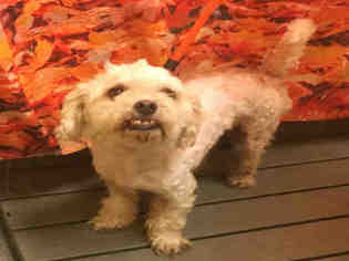 Havanese Dogs for adoption in Forestville, MD, USA