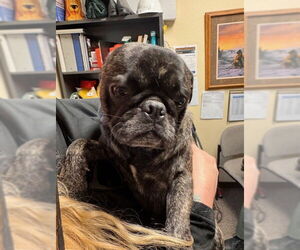 Pug Dogs for adoption in South Lake Tahoe, CA, USA