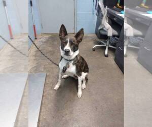 Mutt Dogs for adoption in Evansville, IN, USA