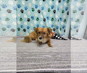 - Mix Dogs for adoption in Chico, CA, USA