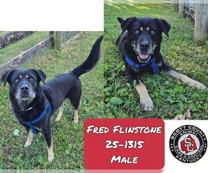 Labrottie Dogs for adoption in Georgetown, KY, USA