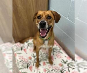 Box heeler Dogs for adoption in Brighton, CO, USA