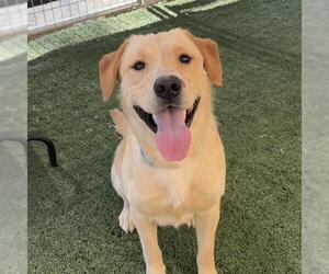 Labrador Retriever-Unknown Mix Dogs for adoption in San Diego, CA, USA