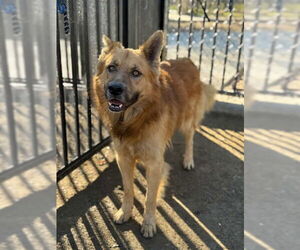 German Shepherd Dog-Unknown Mix Dogs for adoption in Riverside, CA, USA