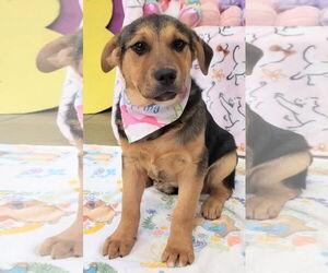 German Shepherd Dog-Unknown Mix Dogs for adoption in Tampa, FL, USA