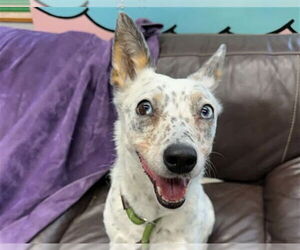 Mutt Dogs for adoption in Anchorage, AK, USA