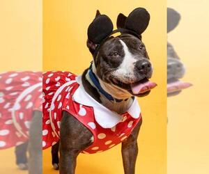 American Staffordshire Terrier-Bull Terrier Mix Dogs for adoption in Fort Lauderdale, FL, USA