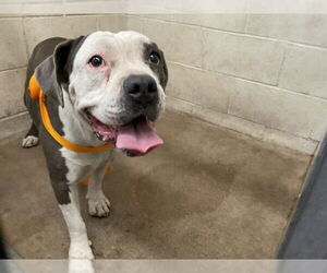 American Pit Bull Terrier Dogs for adoption in San Bernardino, CA, USA