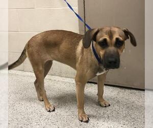 Labrador Retriever-Unknown Mix Dogs for adoption in Conroe, TX, USA