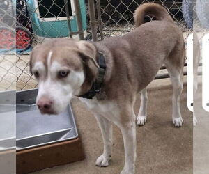 Siberian Husky-Unknown Mix Dogs for adoption in Foristell, MO, USA