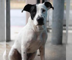 American Staffordshire Terrier Dogs for adoption in San Antonio, TX, USA