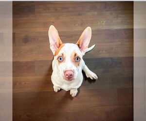 Siberian Husky-Unknown Mix Dogs for adoption in Fayetteville, NC, USA