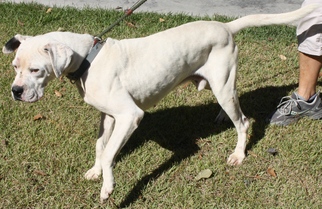 American Bulldog Dogs for adoption in Graniteville, SC, USA