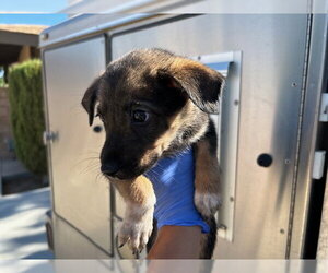 German Shepherd Dog-Unknown Mix Dogs for adoption in HESPERIA, CA, USA