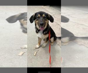 German Shepherd Dog Dogs for adoption in Cushing, OK, USA