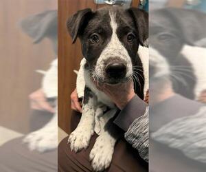 American Staffordshire Terrier-German Shepherd Dog Mix Dogs for adoption in Houston, TX, USA