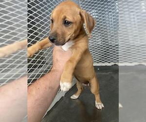 Chihuahua Dogs for adoption in Bakersfield, CA, USA