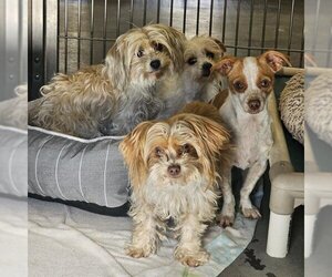 ShiChi Dogs for adoption in Santa Cruz, CA, USA