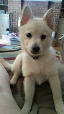 Medium Photo #3 Schipperke Puppy For Sale in Belleuve, NE, USA