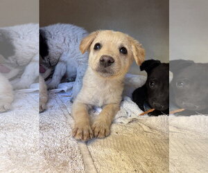 Brittany-Dachshund Mix Dogs for adoption in Williamsburg, NM, USA