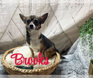 Chihuahua-Unknown Mix Dogs for adoption in Raleigh, NC, USA