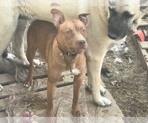 American Staffordshire Terrier-Unknown Mix Dogs for adoption in Rockdale, TX, USA