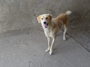 Medium Photo #1 Anatolian Shepherd-Labrador Retriever Mix Puppy For Sale in Peoria, IL, USA