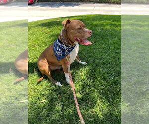 Staffordshire Bull Terrier Dogs for adoption in Chandler, AZ, USA