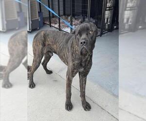 Mutt Dogs for adoption in Bakersfield, CA, USA