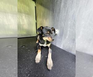Medium Photo #1 Mutt Puppy For Sale in San Antonio, TX, USA