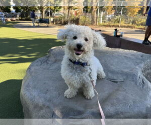 Bichon Frise Dogs for adoption in Santa Clara, CA, USA