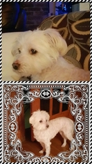 Maltese Dogs for adoption in Springville, NY, USA
