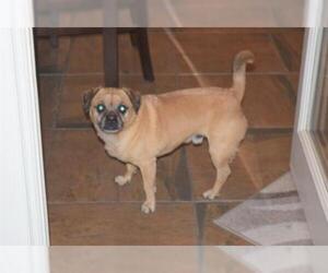 Puggle Dogs for adoption in Chandler, AZ, USA