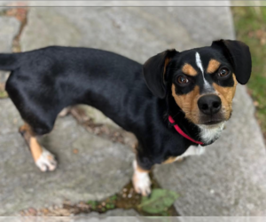Dachshund-Unknown Mix Dogs for adoption in Cranston, RI, USA