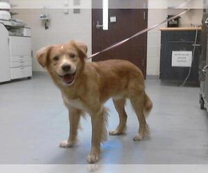 Mutt Dogs for adoption in Fayetteville, NC, USA