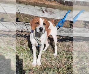 Beagle-Brittany Mix Dogs for adoption in Stockport, OH, USA