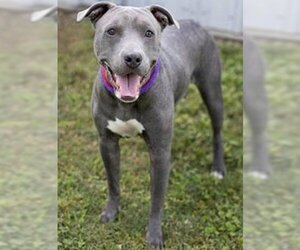 Staffordshire Bull Terrier Dogs for adoption in Houston, TX, USA