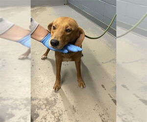 Redbone Coonhound-Unknown Mix Dogs for adoption in Tallahassee, FL, USA