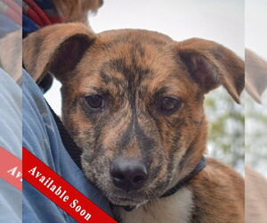 - Mix Dogs for adoption in Huntley, IL, USA