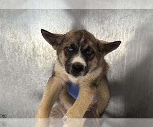 German Shepherd Dog-Siberian Husky Mix Dogs for adoption in HESPERIA, CA, USA