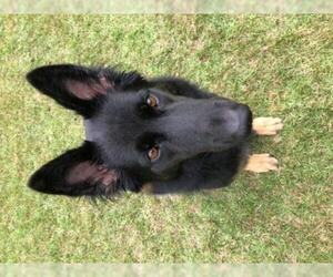 German Shepherd Dog Dogs for adoption in Rocky Point, NC, USA